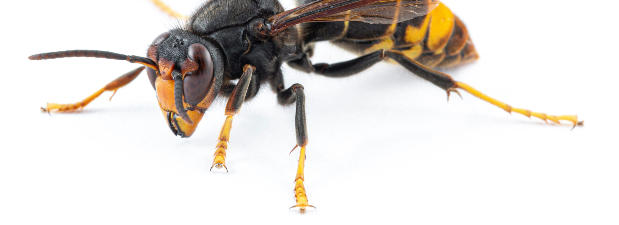 Zwarte poten met gelepuntjes.nl