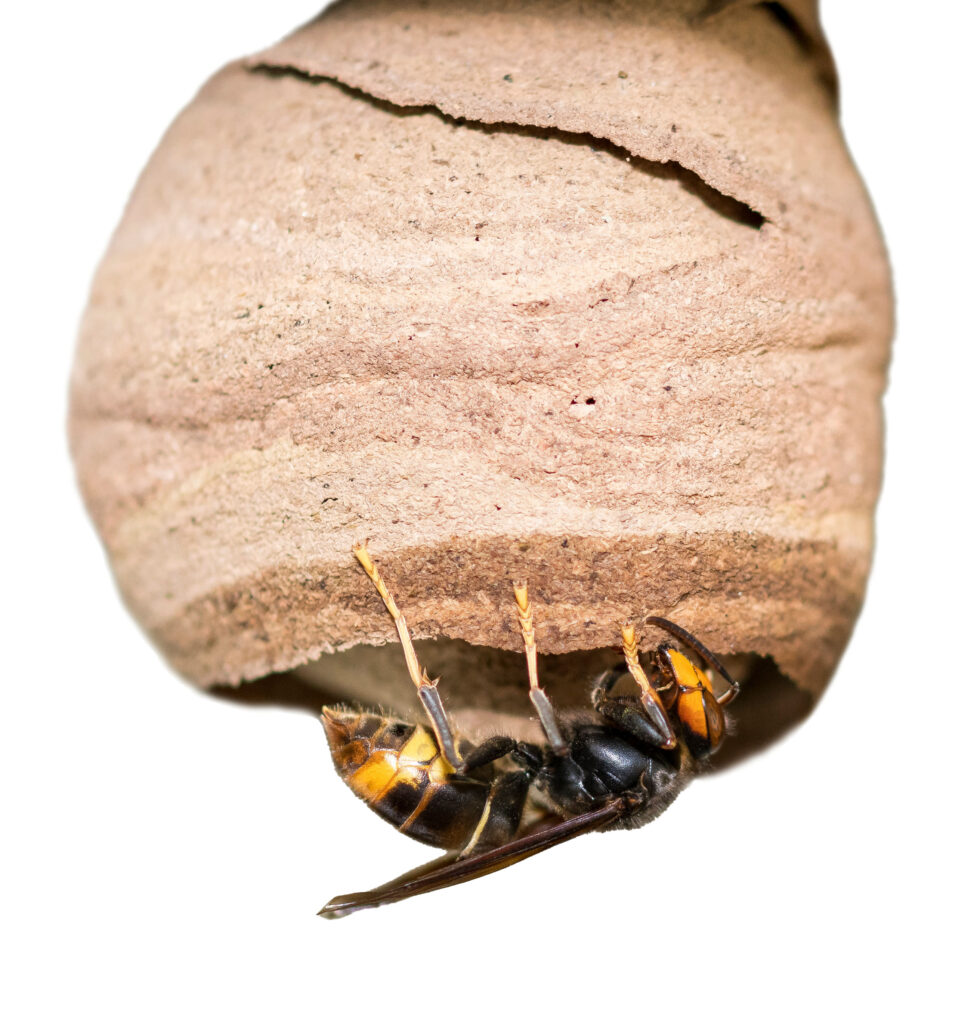 Deze afbeelding heeft een leeg alt-attribuut; de bestandsnaam is V_velutina_zonder_achtergrond-974x1024.jpeg